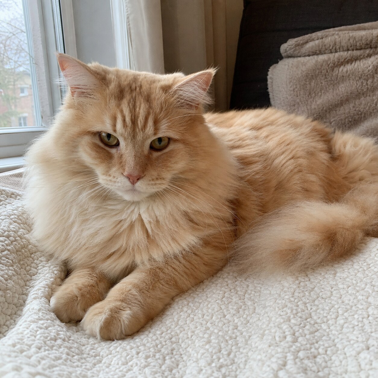 Original phone photo of a pet