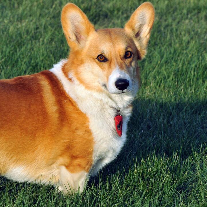 Original phone photo of a pet