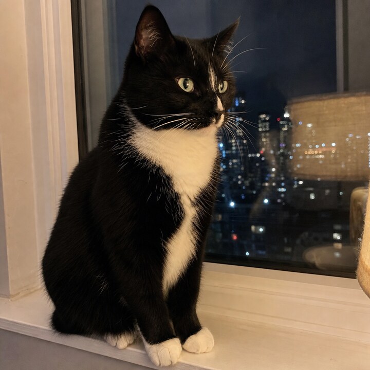 Original phone photo of a pet