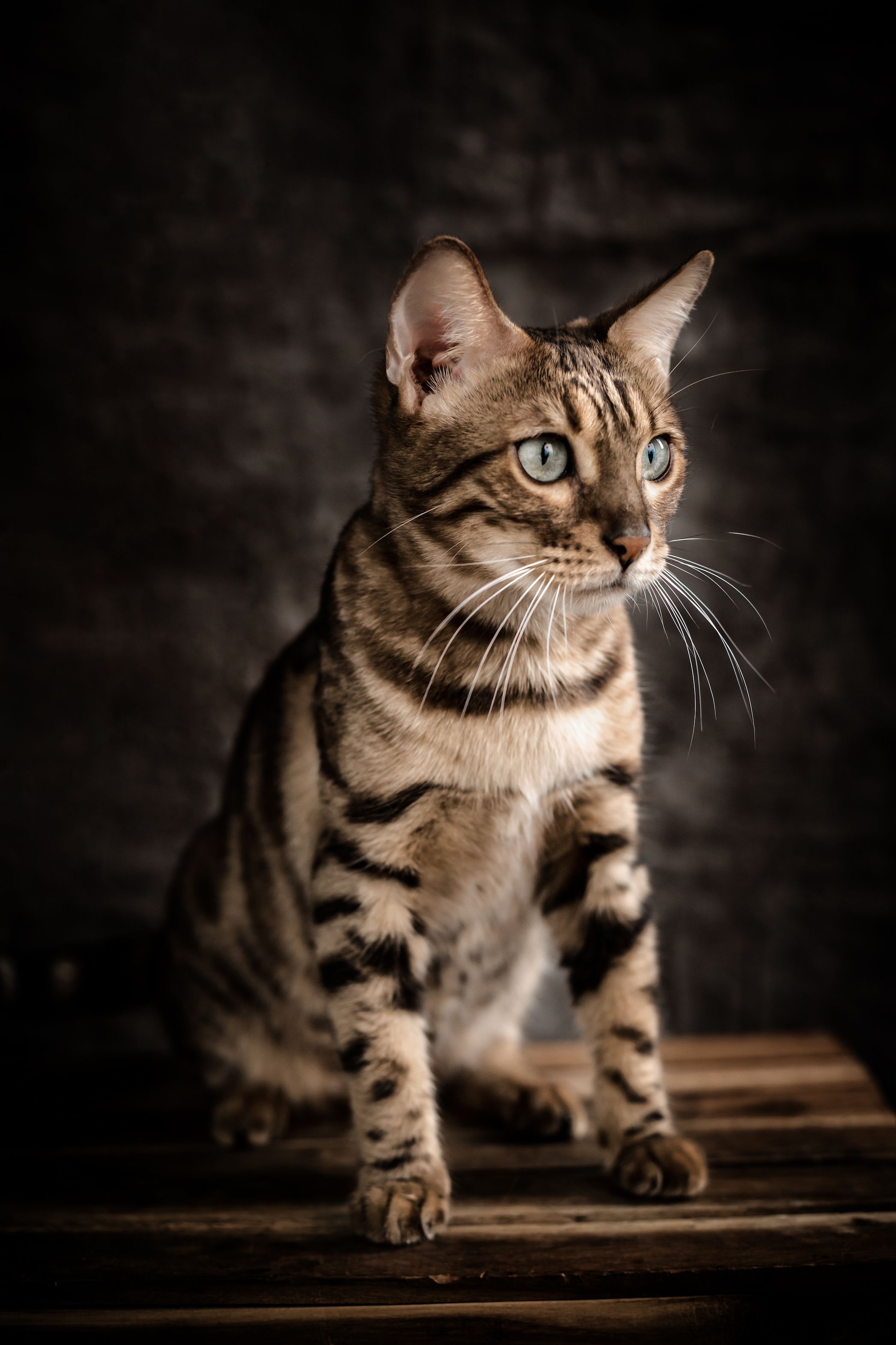 Bengal cat studio portrait