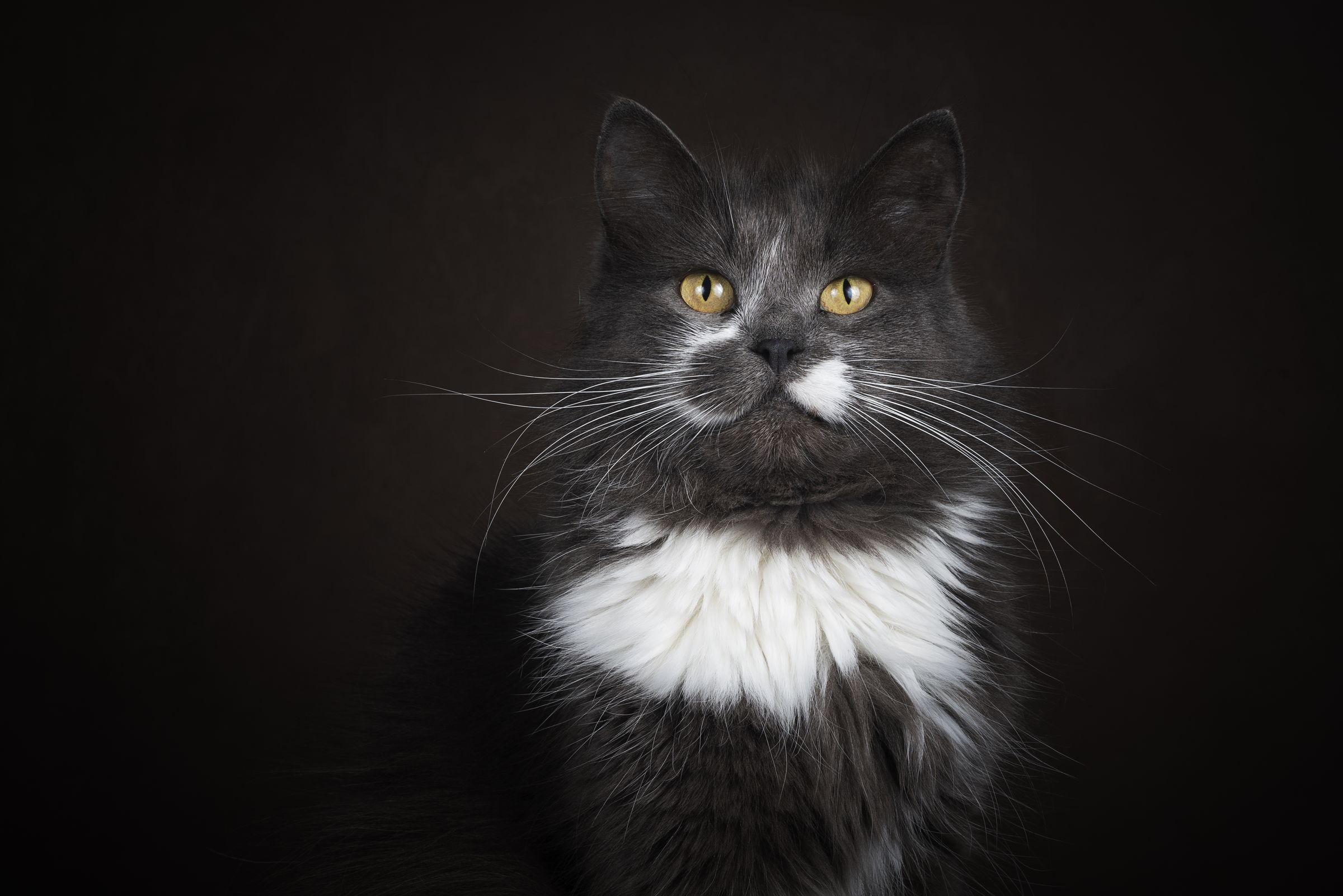 Black-and-white cat on a dark studio background