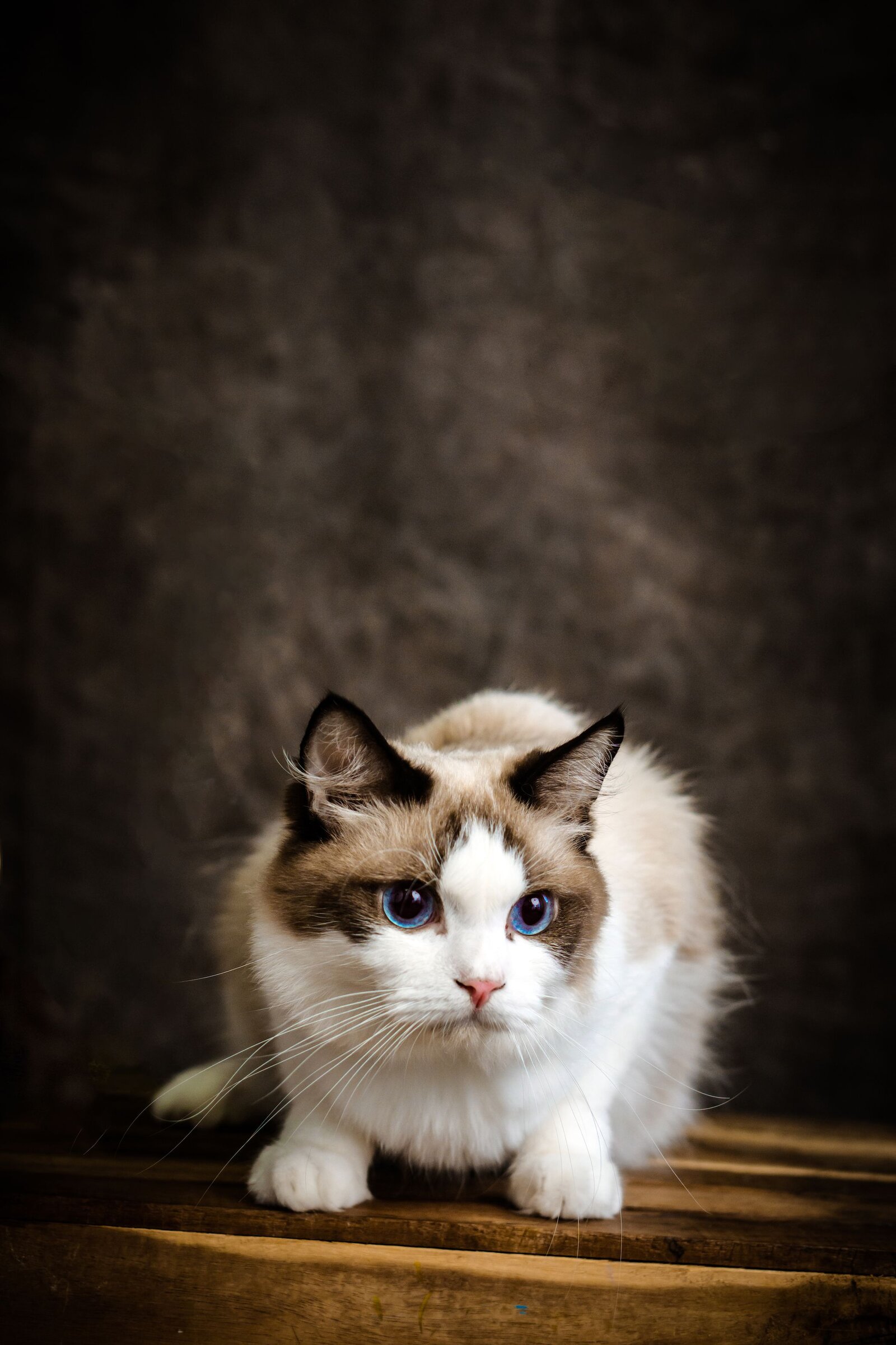 Blue-eyed Ragdoll cat studio portrait