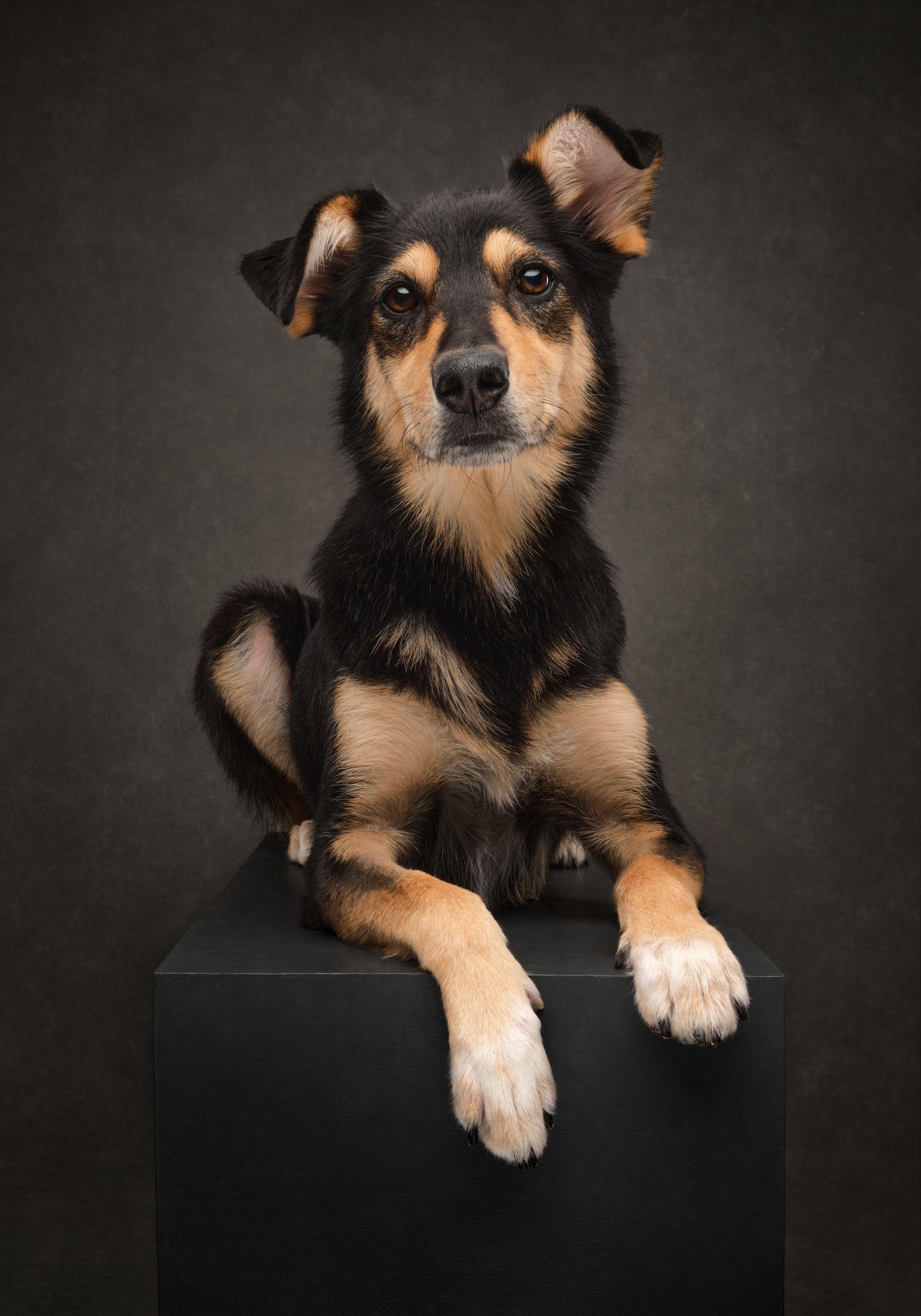 Black-and-tan dog in a studio portrait