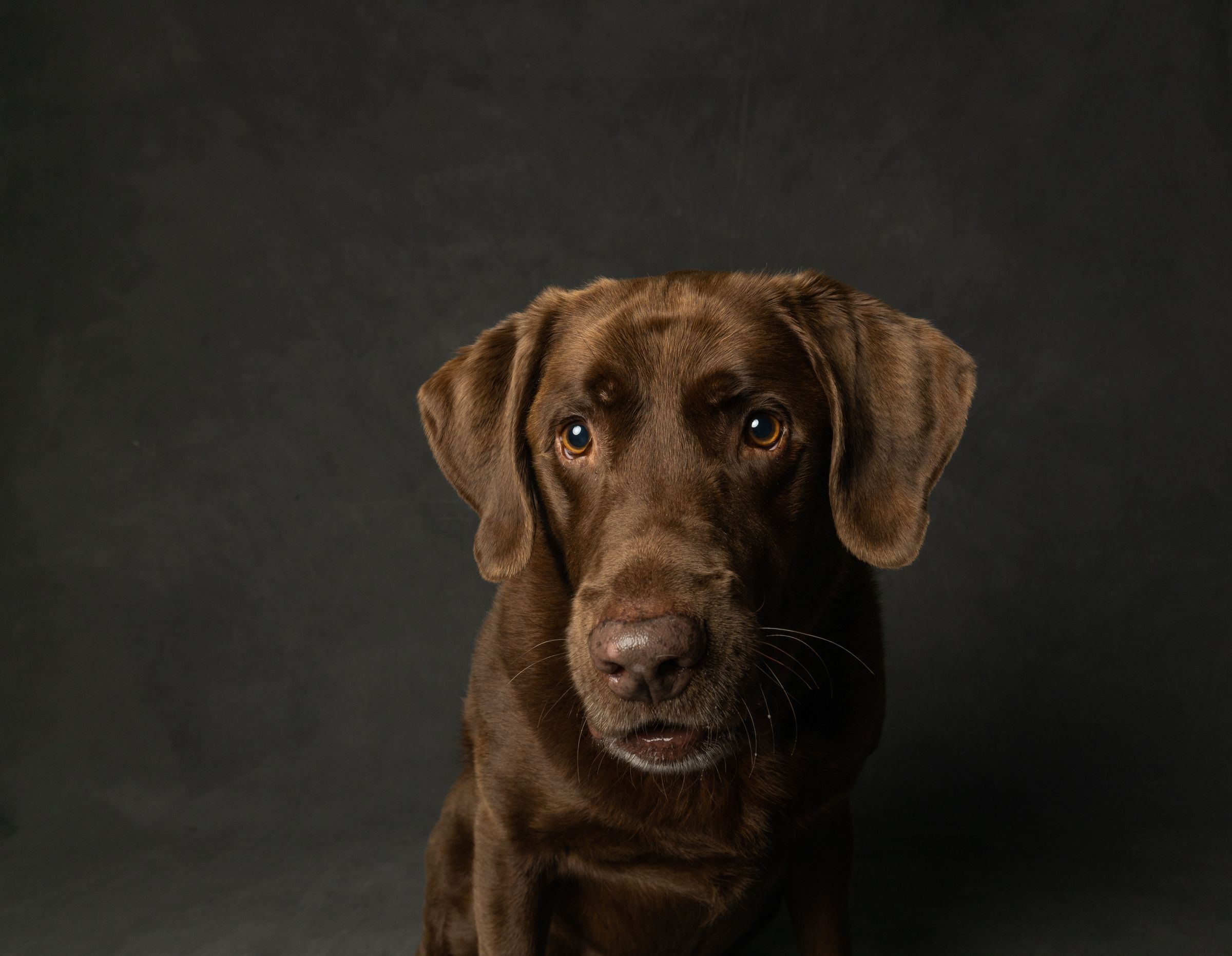Chocolate Labrador close-up studio portrait