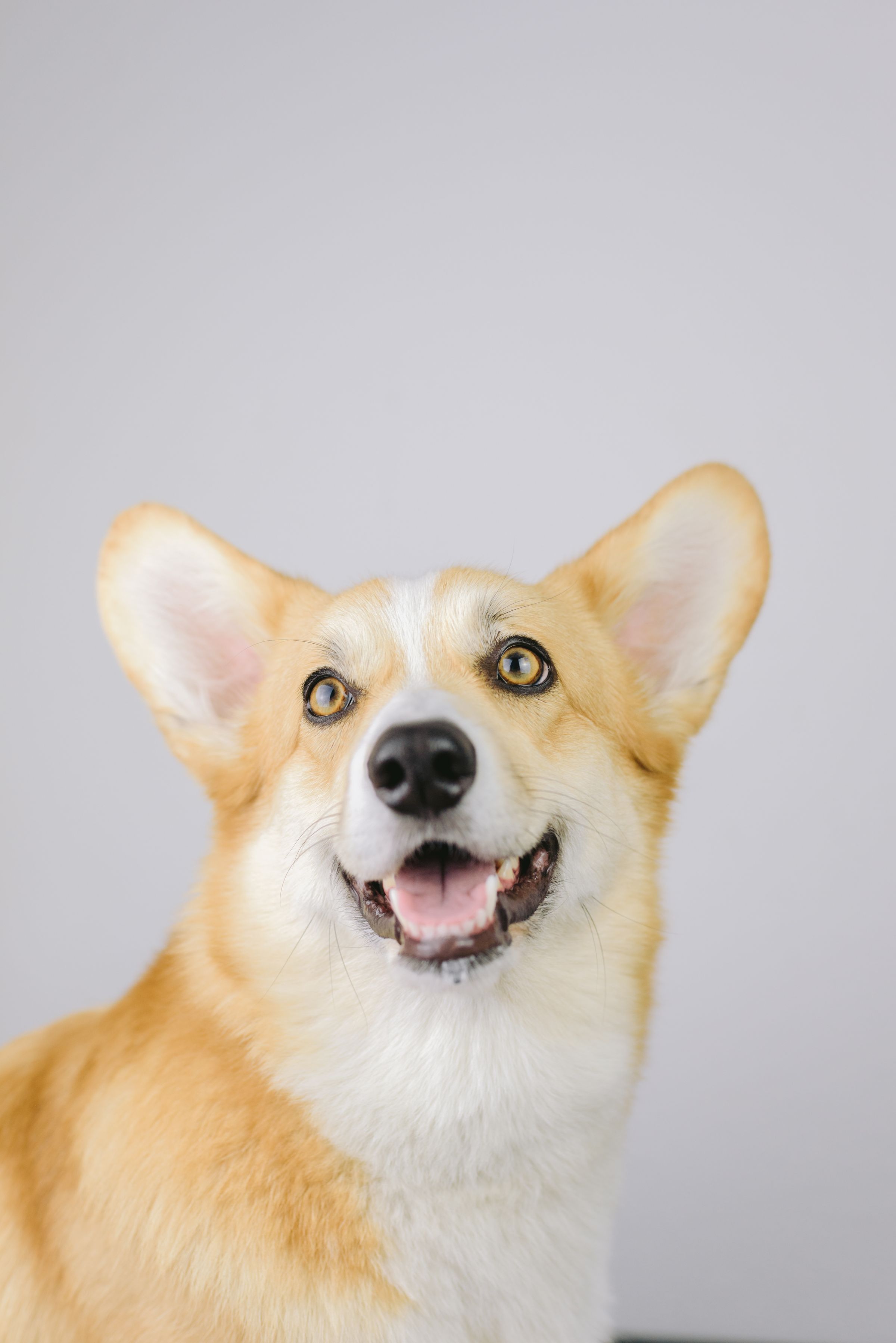 Bright studio portrait of a smiling corgi