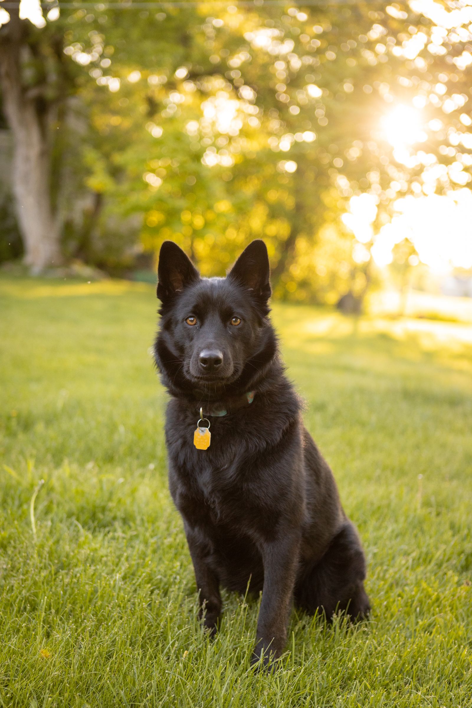 Original photo: black dog sitting in a sunlit garden