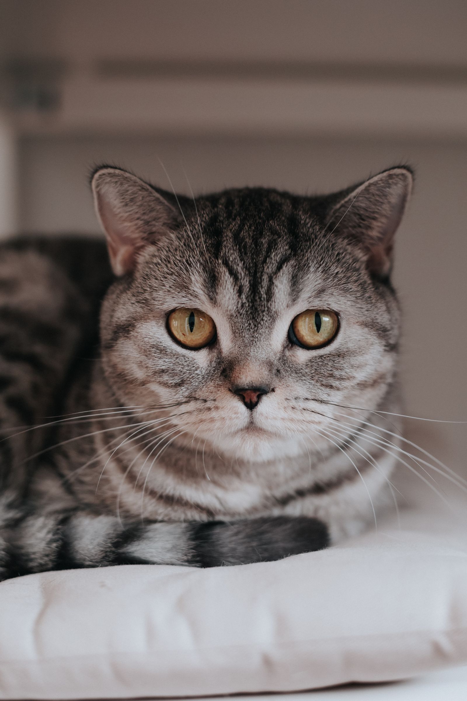 Original photo: tabby cat resting on a sofa at home