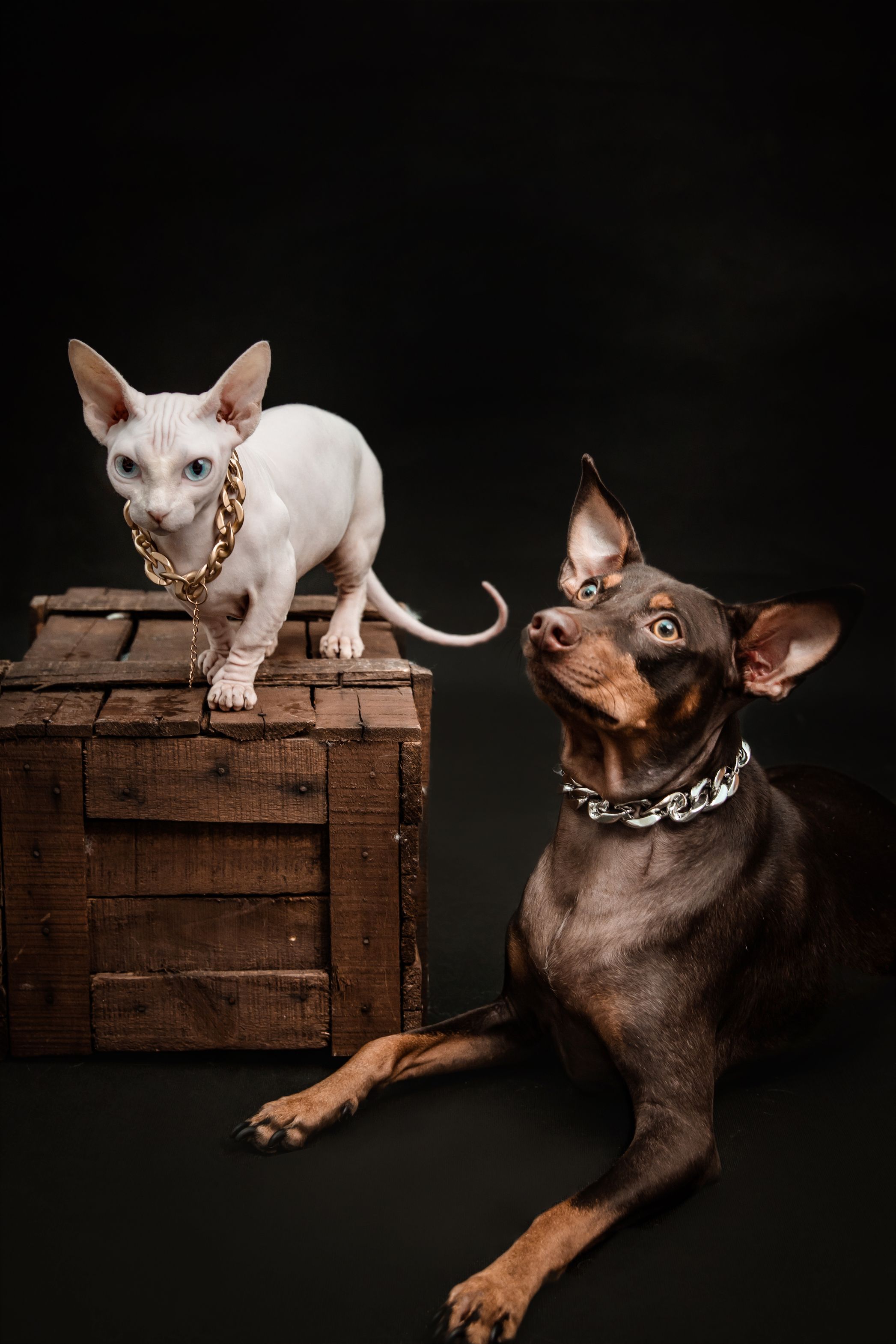 Sphynx cat and Doberman posed together