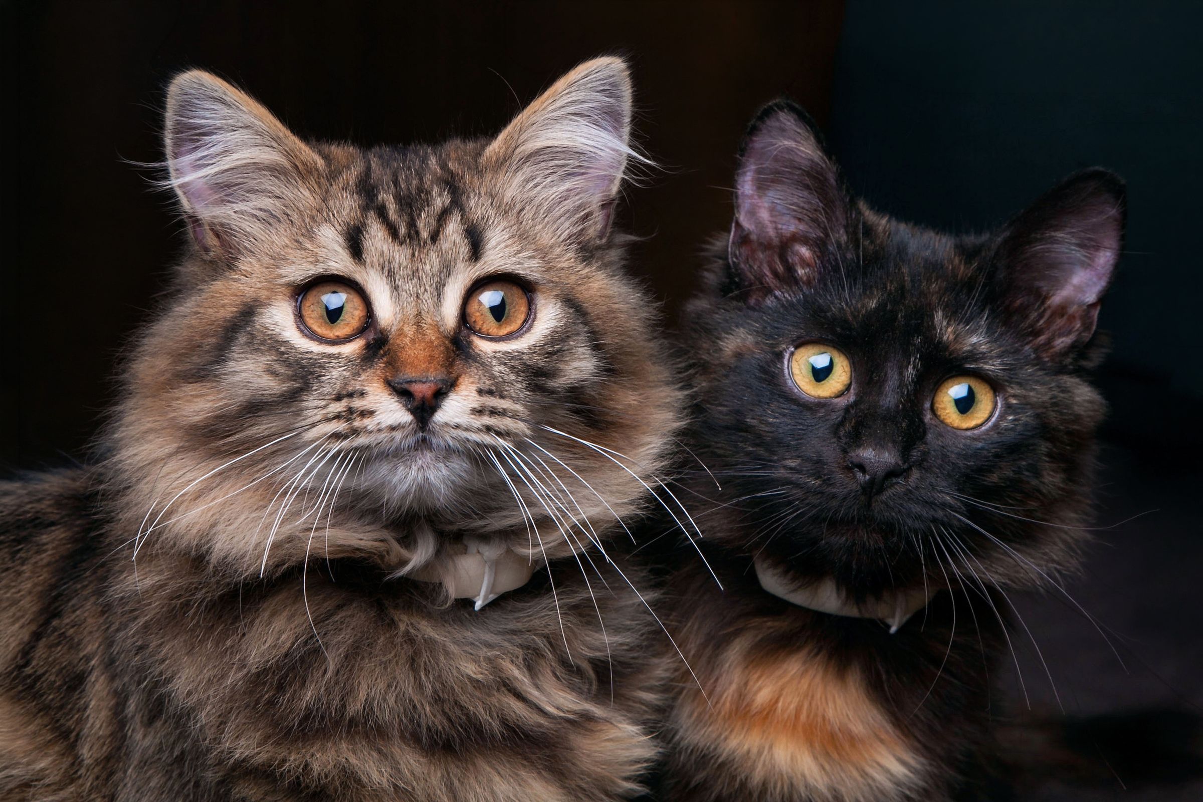 Two fluffy cats in a close portrait