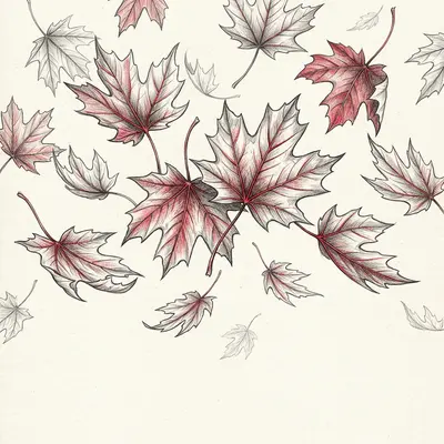 Canada Day Sketch Maple preview